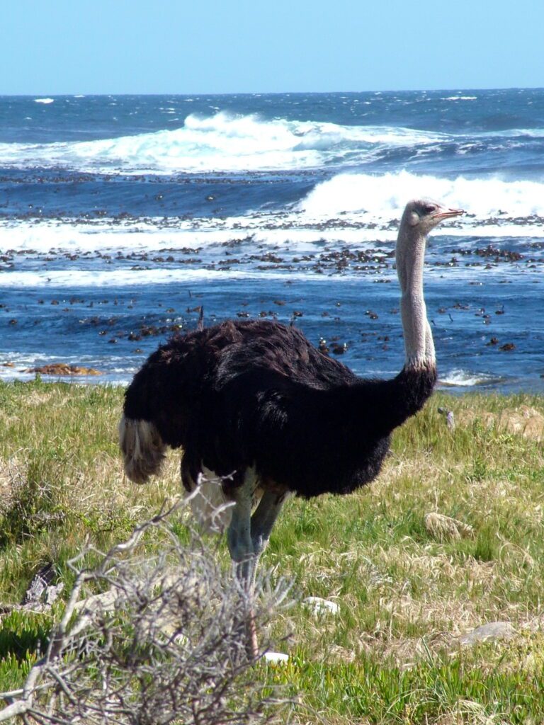 an image of a male ostrich, cape point, cape of good hope nature reserve, south africa