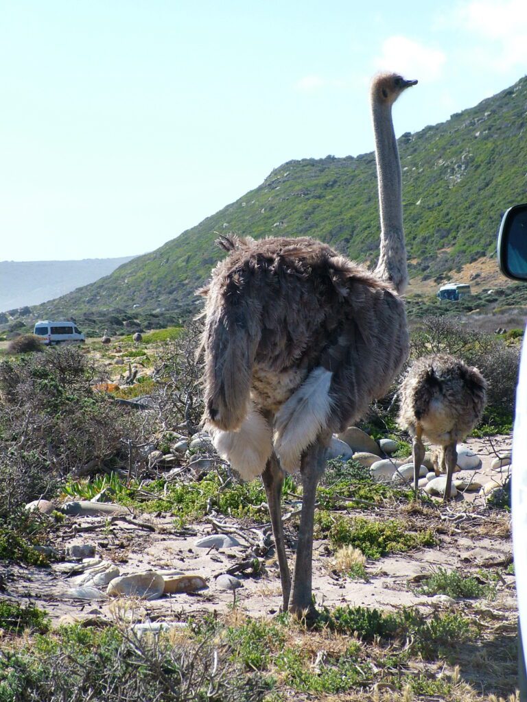 image of ostriches, cape point, cape of good hope nature reserve, south africa
