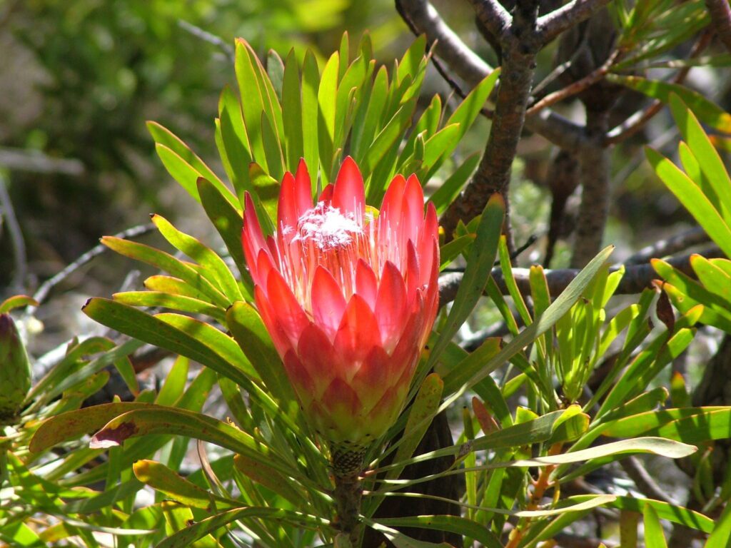 image of a red protea blossom, cape of good hope nature reserve, south africa