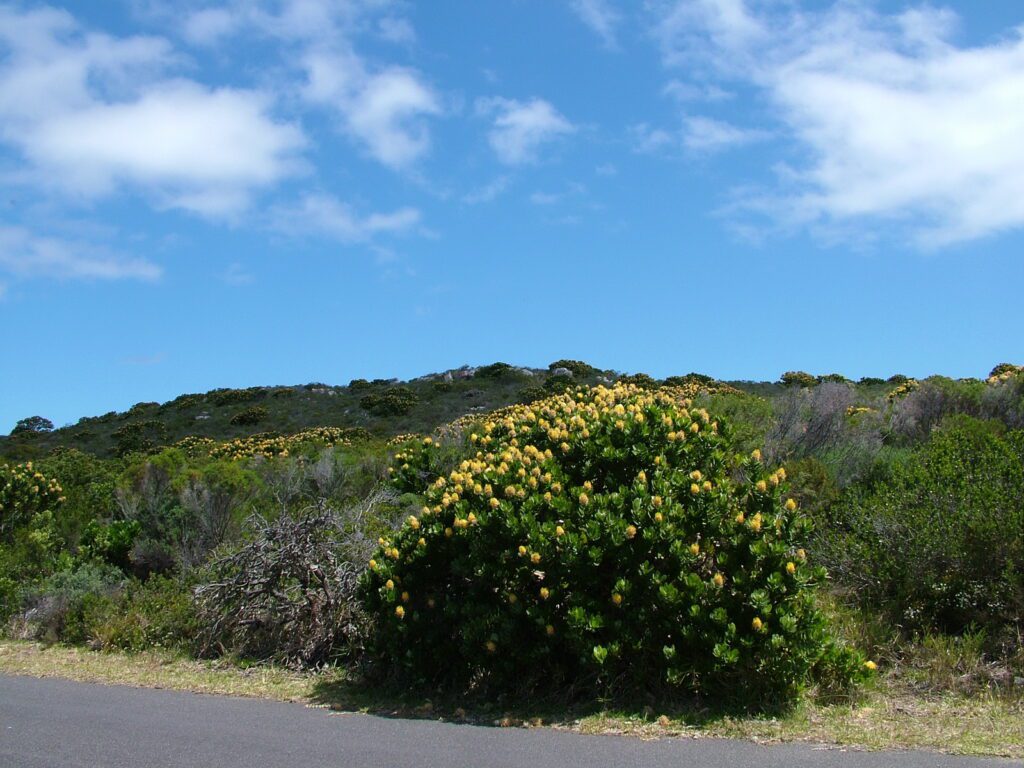 image of protea bush with yellow blossoms, cape of good hope nature reserve, south africa