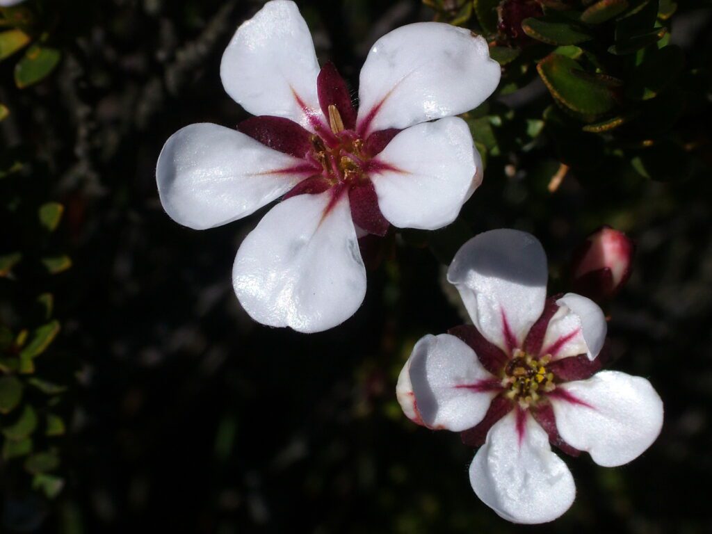 image of adenandra villosa, china flower, table mountain, cape town, south africa