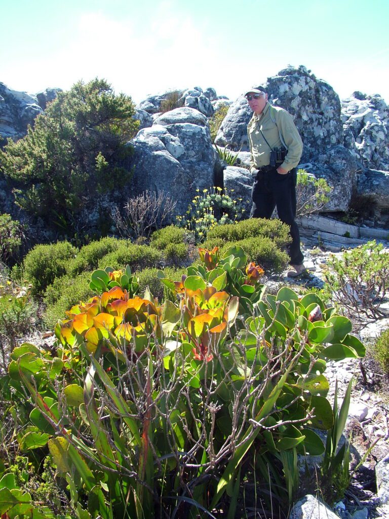 image of bob on the agama walk, table mountain, cape town, south africa 