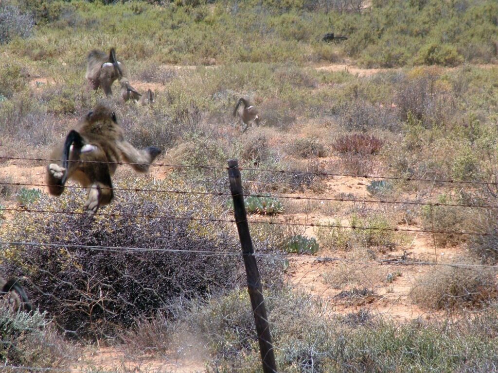 image of baboons on the run, northern cape, south africa