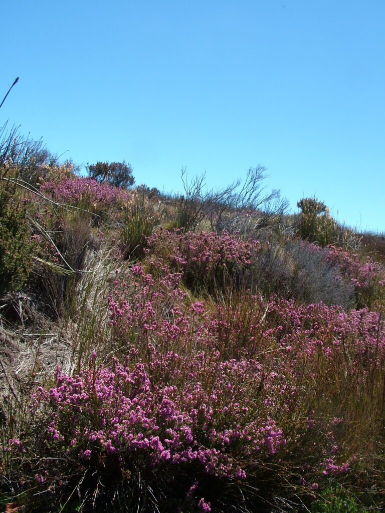 image of berry heath, table mountain, Cape Town, South Africa