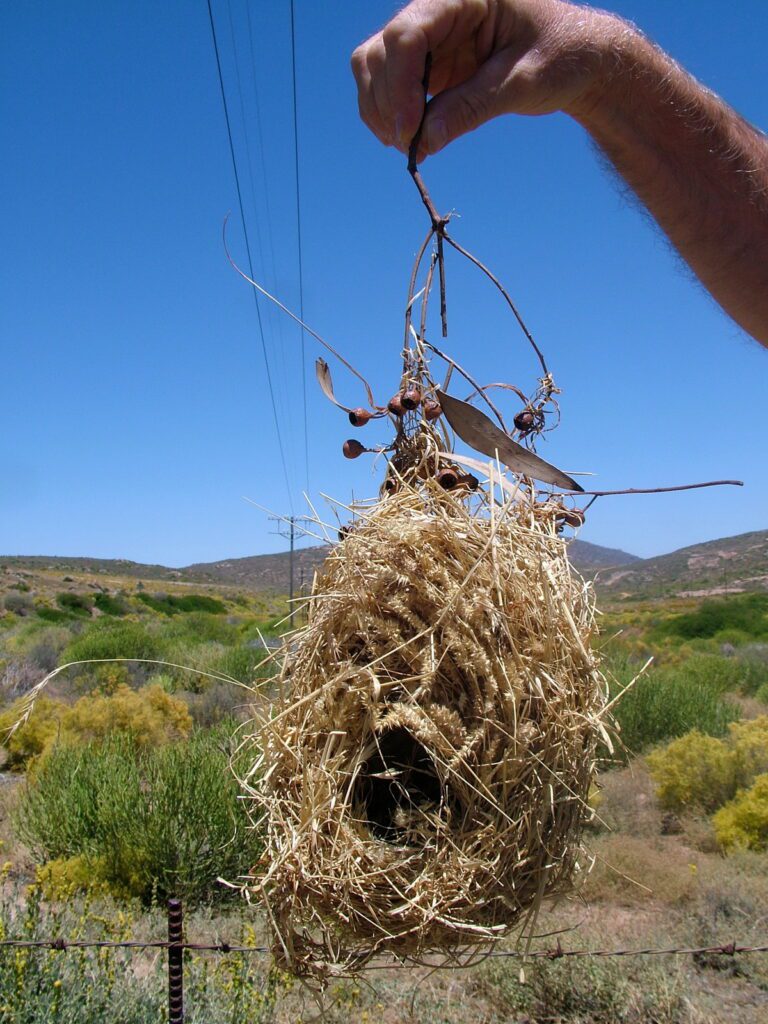 image of a woven bird's nest, northern cape, south africa