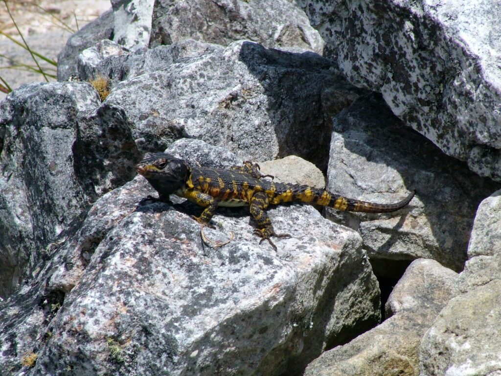 image of a cape crag lizard, table mountain, cape town, south africa