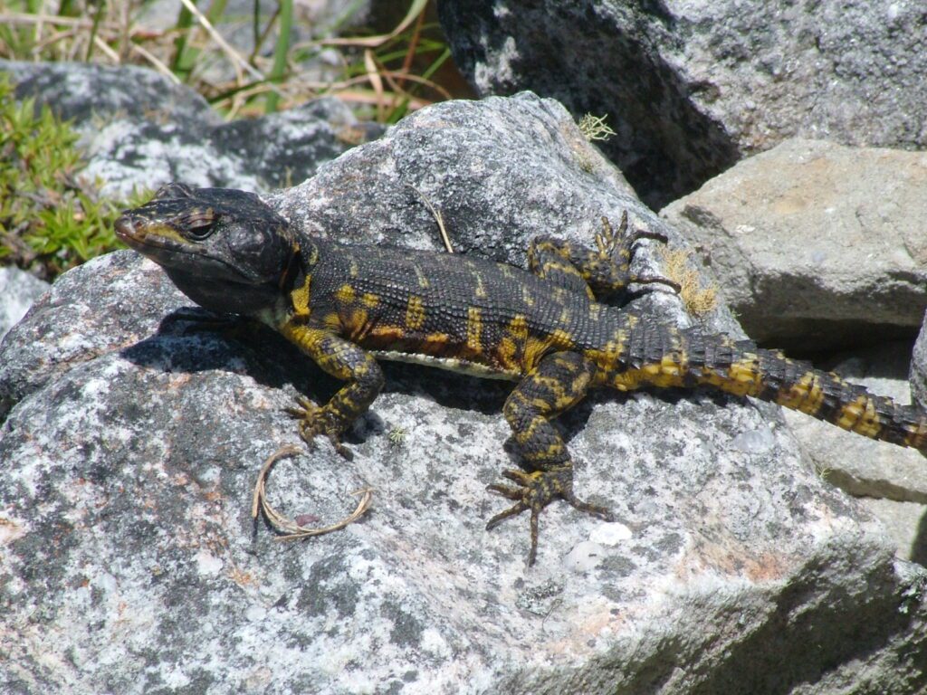 image of a cape crag lizard, Maclear's Beacon, Table Mountain, South Africa