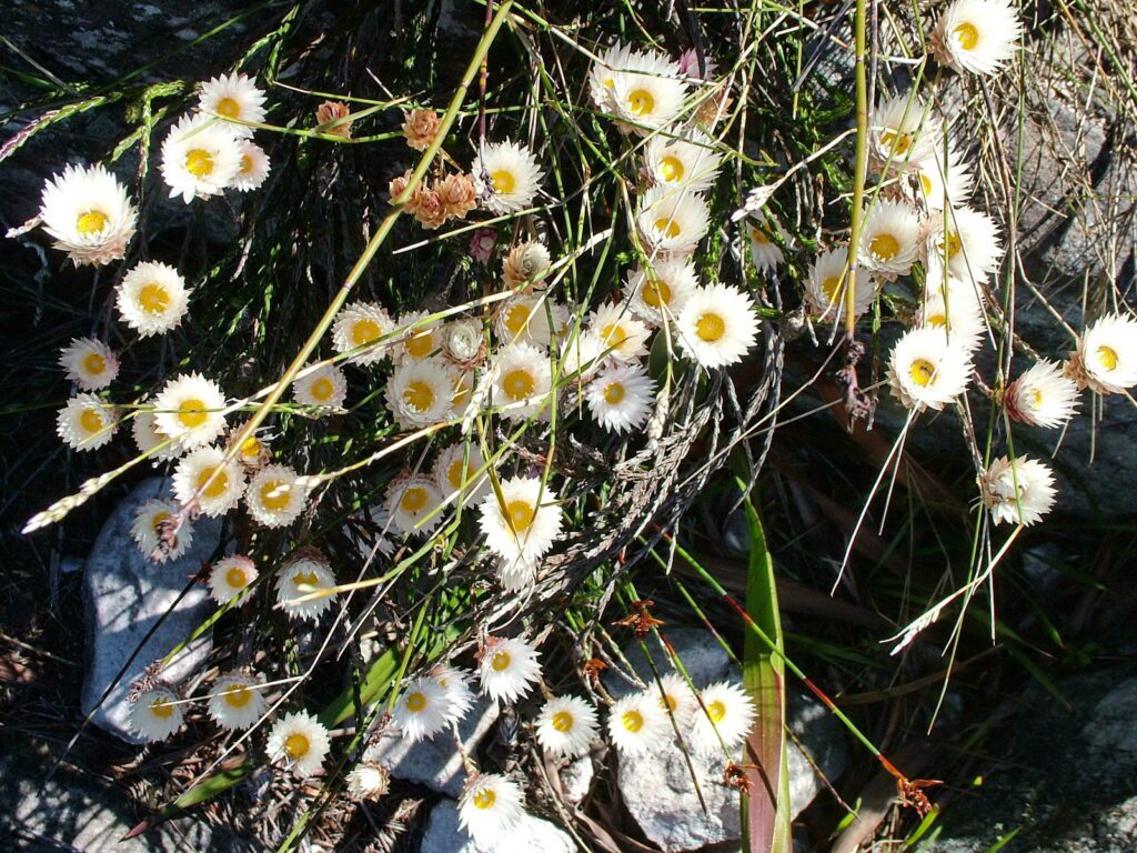 image of cape everlasting, table mountain, cape town, south africa