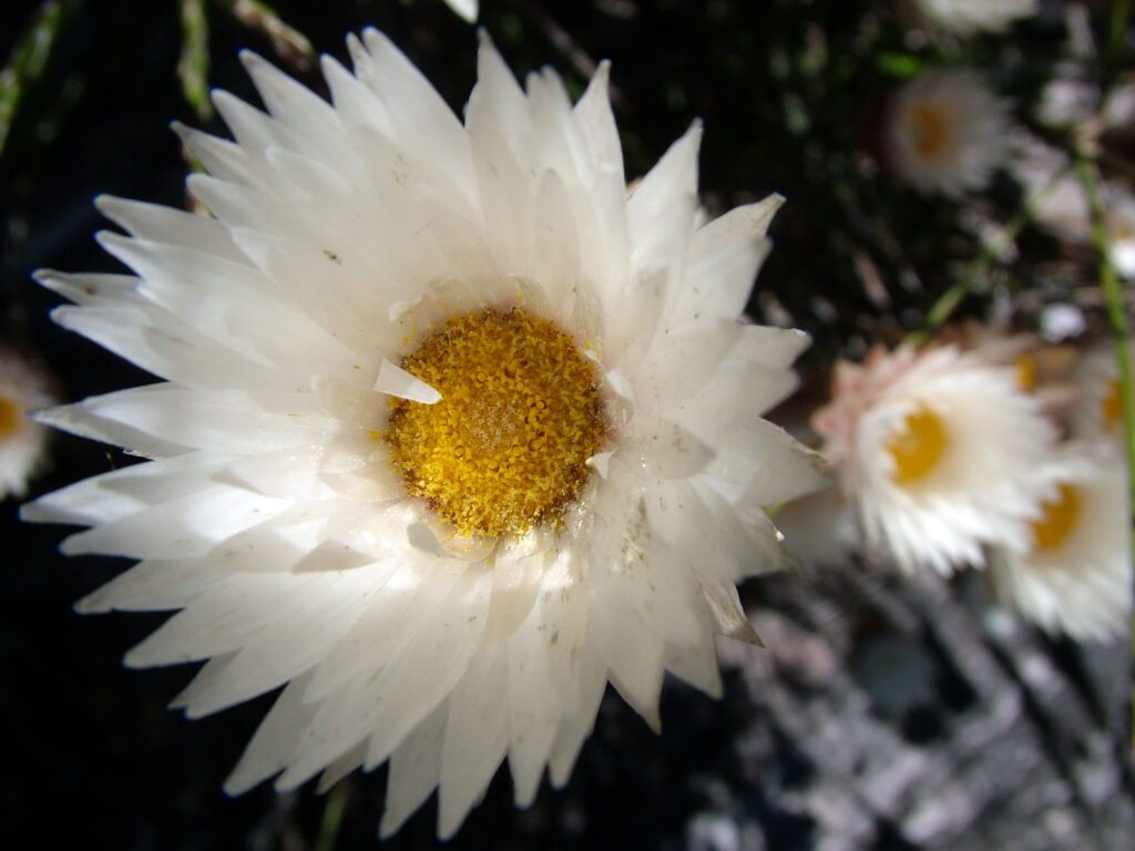 image of cape everlasting, table mountain, cape town, south africa