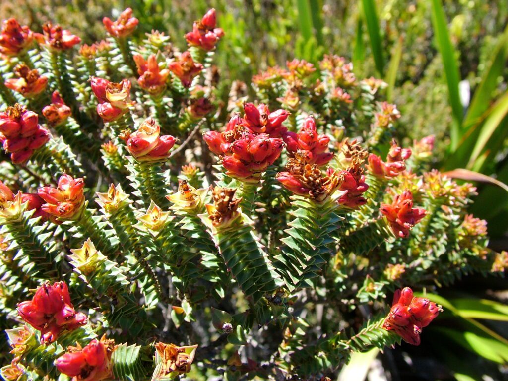 image of cape fellwort, table mountain, cape town, south africa