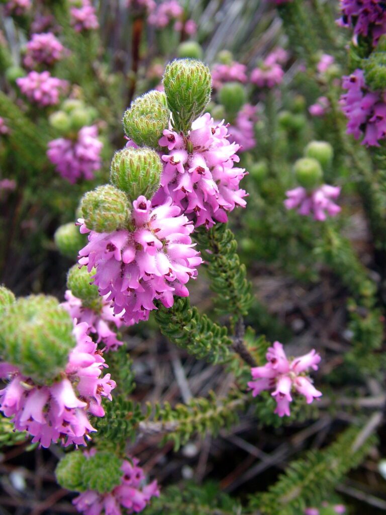 image of devil's heath, table mountain, cape town, south africa