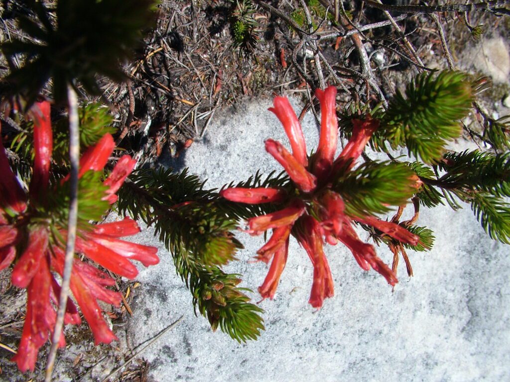 image of fire heath, table mountain, cape town, south africa