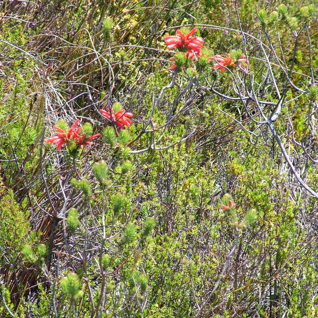image of fire heath, table mountain, cape town, south africa