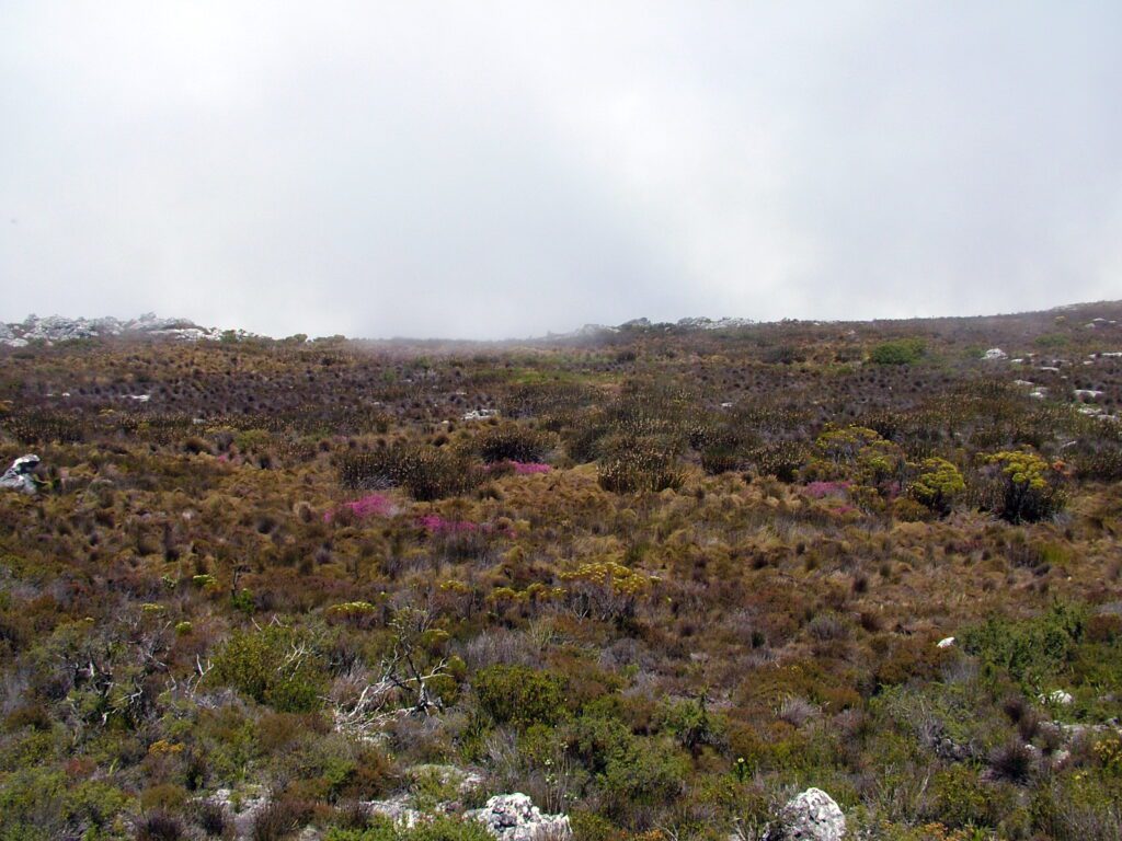 image of fog over the fynbos, table mountain, cape town, south africa 