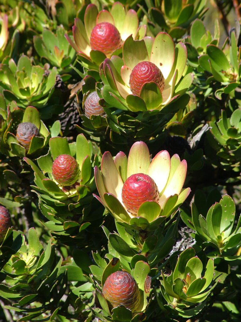 image of peninsula conebush, table mountain, cape town, south africa