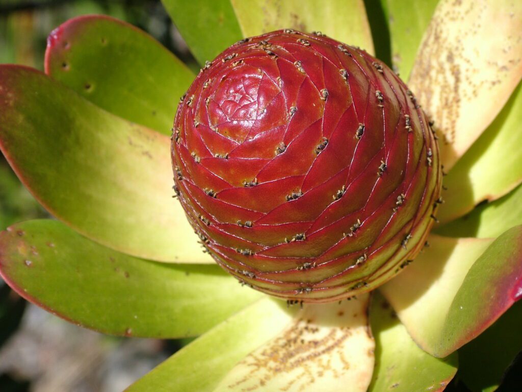 image of peninsula conebush, table mountain, cape town, south africa