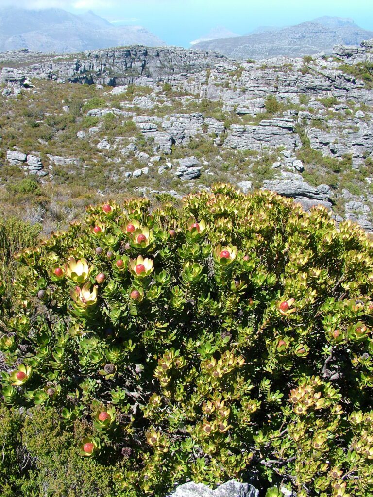 image of peninsula conebush on table mountain, cape town, south africa