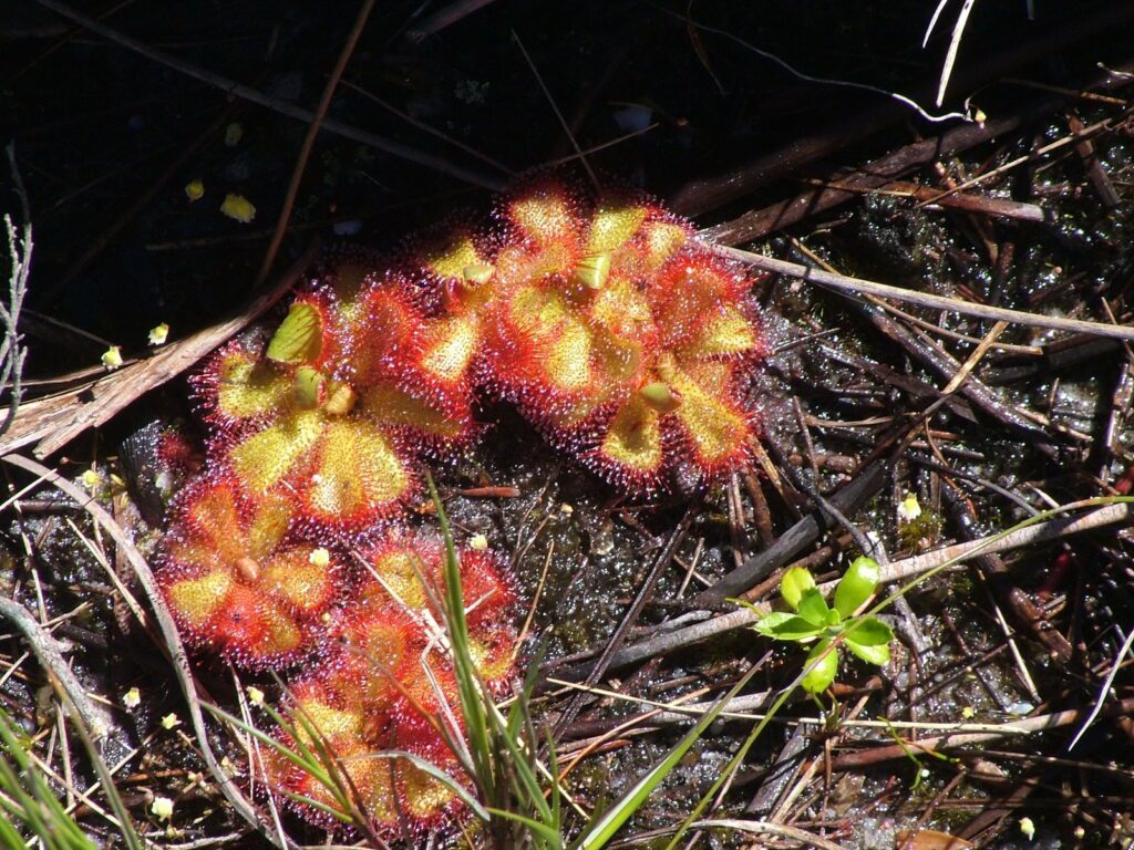 image of peninsula sundew, Table Mountain, Cape Town, South Africa