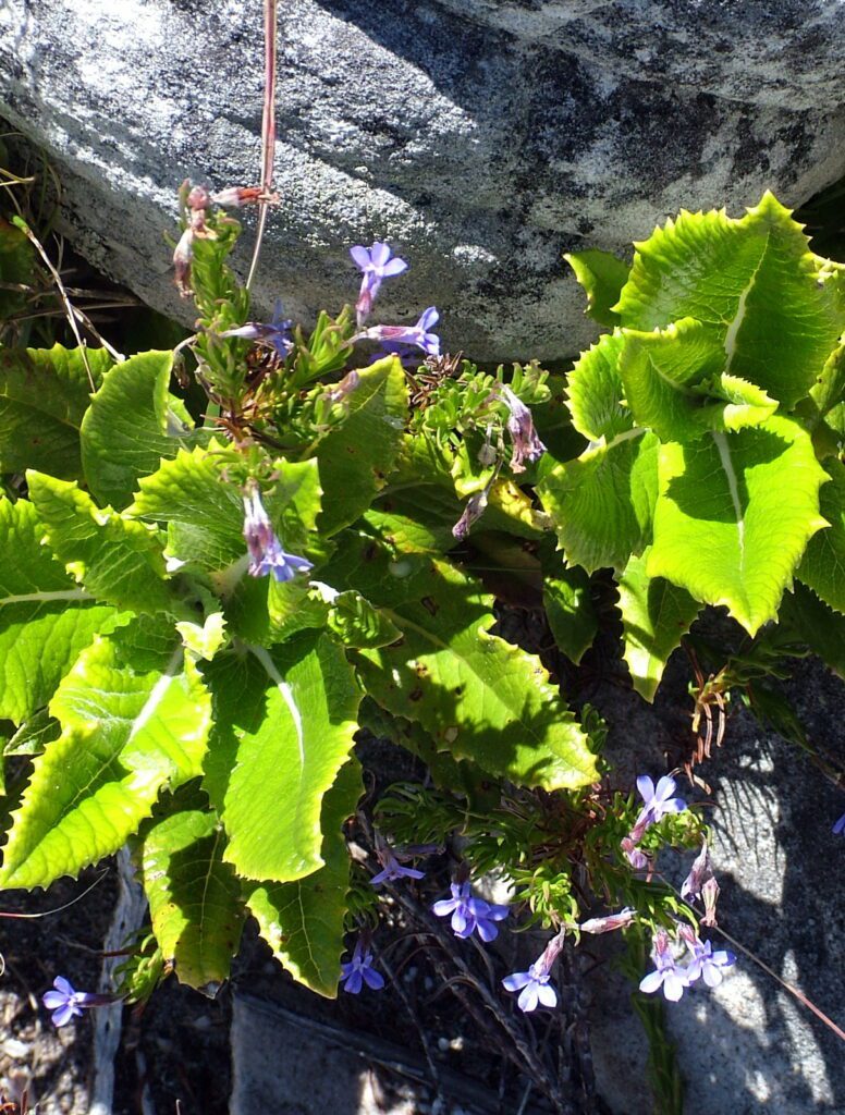 image of pineleaf lobelia, table mountain, cape town, south africa