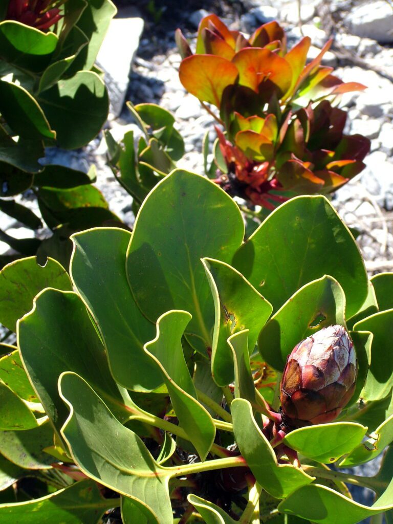 image of a protea bud, table mountain, cape town, south africa