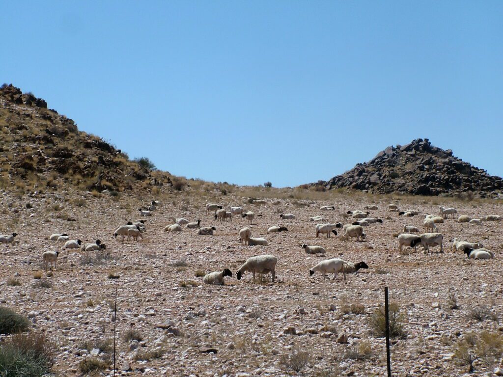 image of a flock of sheep, northern cape, south africa