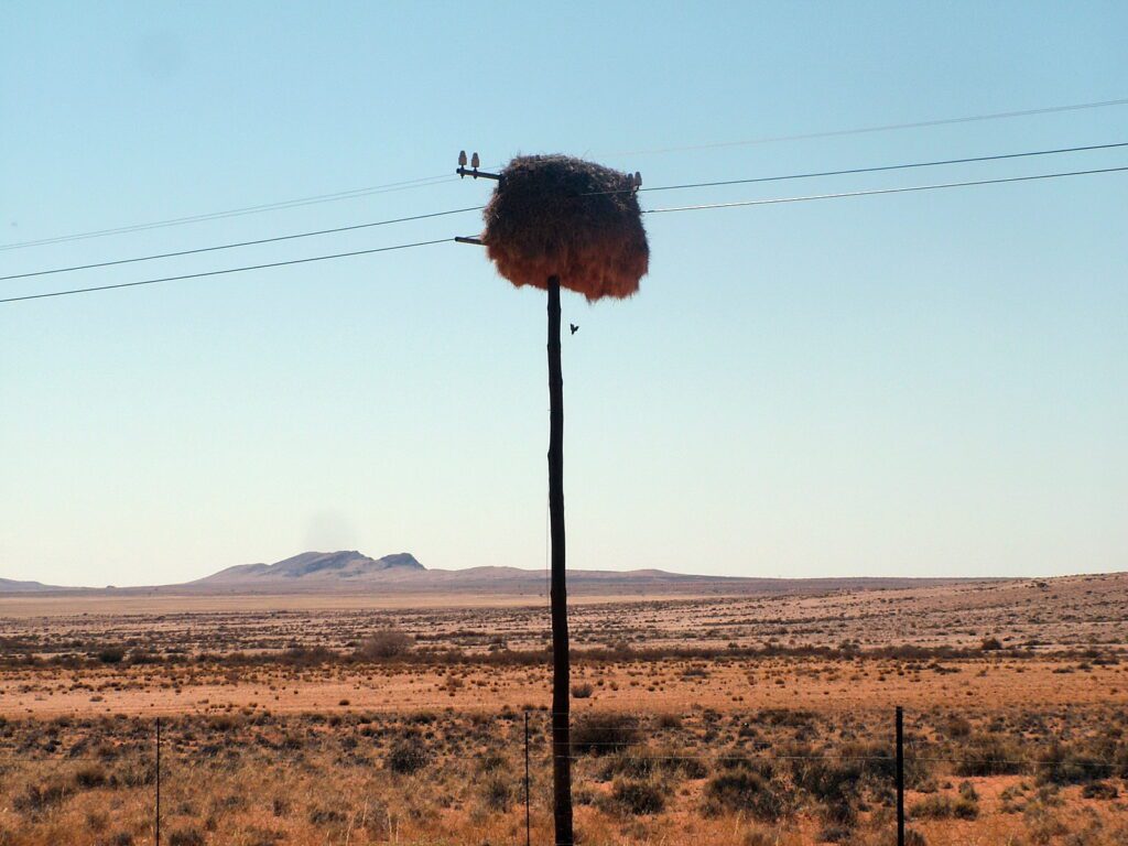 image of a sociable weaver nest on a hydro pole, northern cape, south africa
