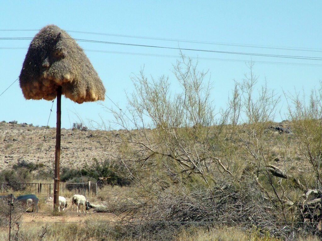 image of a sociable weaver nest, northern Cape, South Africa