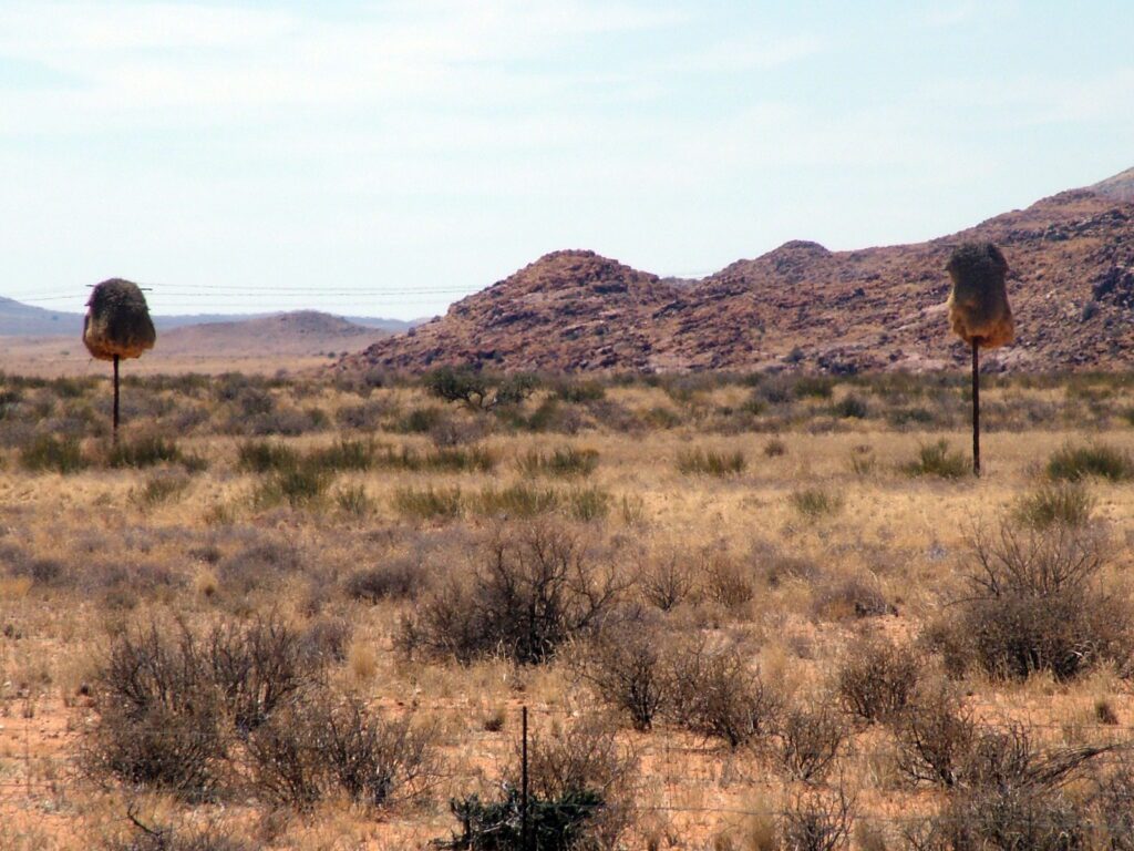 image of sociable weaver nests, northern cape, south africa