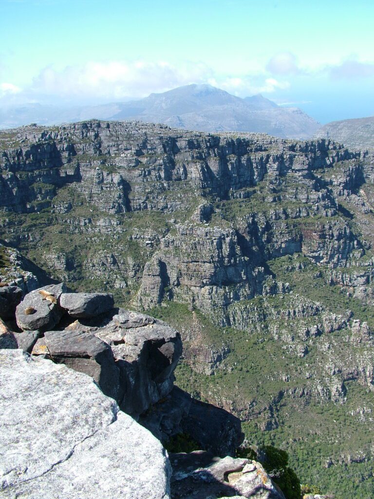 image of rock dassies sunbathing near the twelve apostles, cape town, south africa