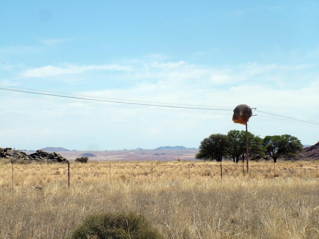 image of sociable weaver nest, northern cape, south africa