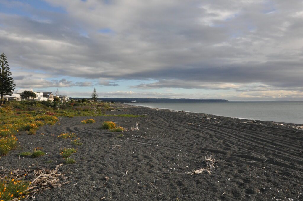 image of flowers at the beach, Hawke's Bay, Napier, New Zealand