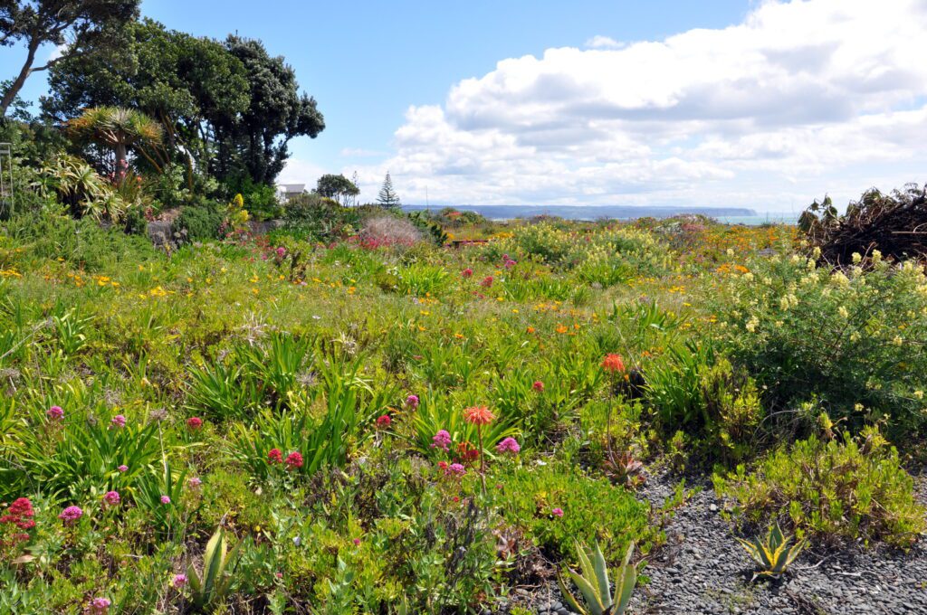 an image of vibrant flowers on the beach, hawke's bay, napier, new zealand