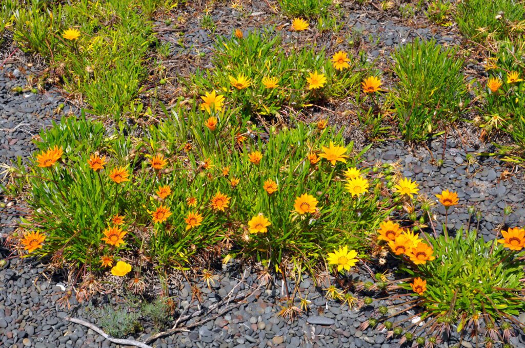 image of gazania flowers on the beach, hawke's bay, napier, new zealand 