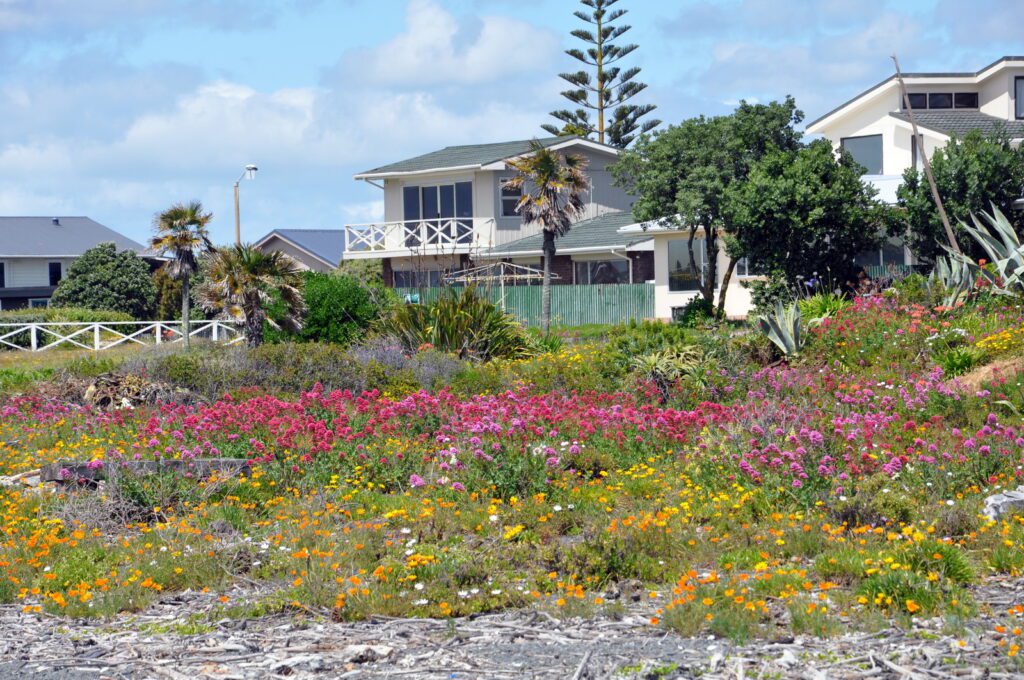 an image of vibrant flowers on the beach, hawke's bay, napier, new zealand