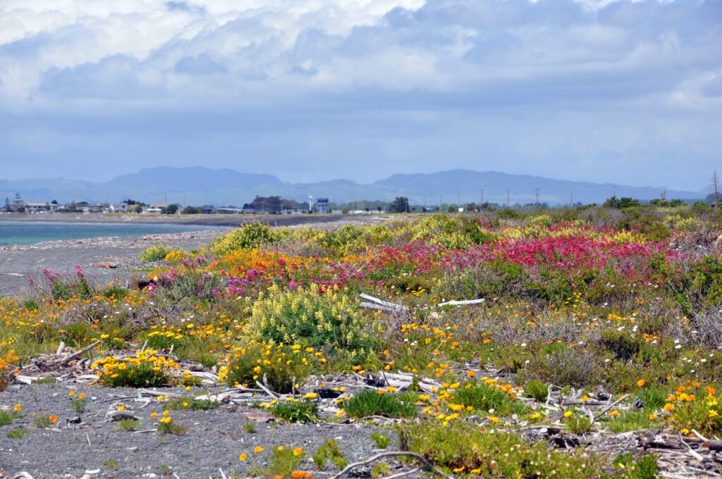 an image of vibrant flowers on the beach, hawke's bay, napier, new zealand