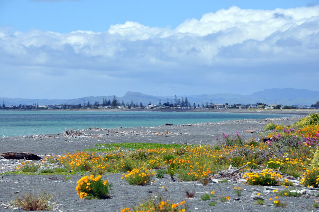 an image of vibrant flowers on the beach, hawke's bay, napier, new zealand