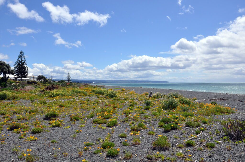 an image of flowers on the beach, hawke's bay, napier, new zealand