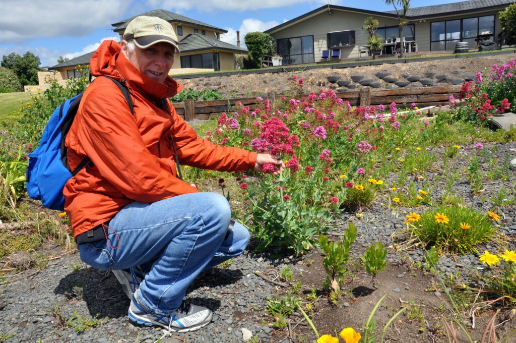 an image of bob among spur valerian on the beach, hawke's bay, napier, new zealand