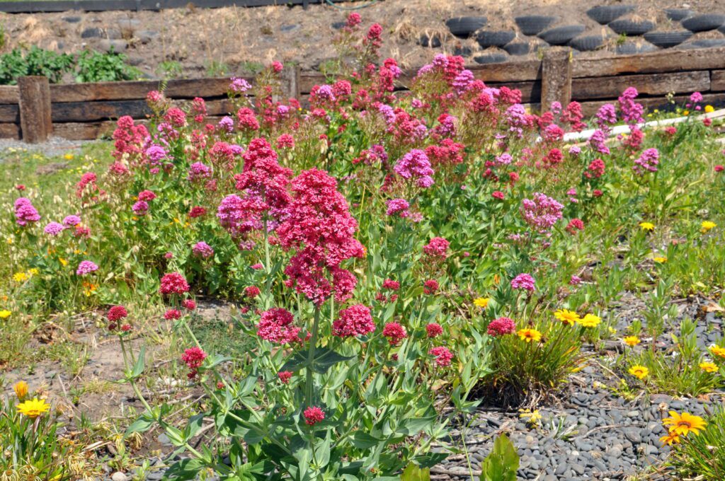 image of spur valerian flowers on the beach, hawke's bay, napier, new zealand 