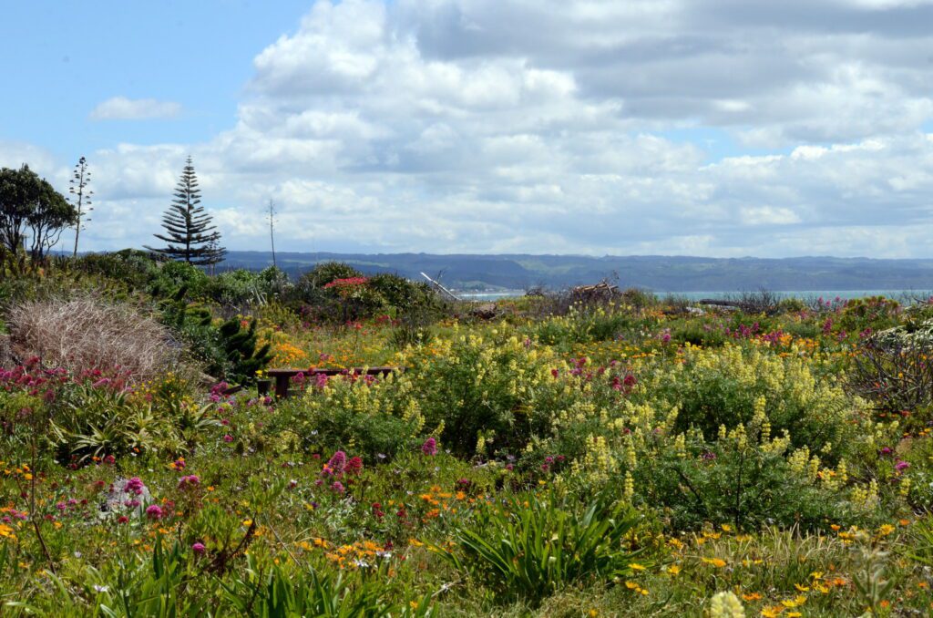 an image of coastal bush lupine and other vibrant flowers on the beach, hawke's bay, napier, new zealand