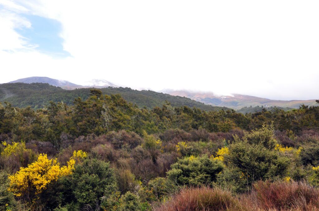 image of tussock grassland, Mt. Tongariro National Park, New Zealand