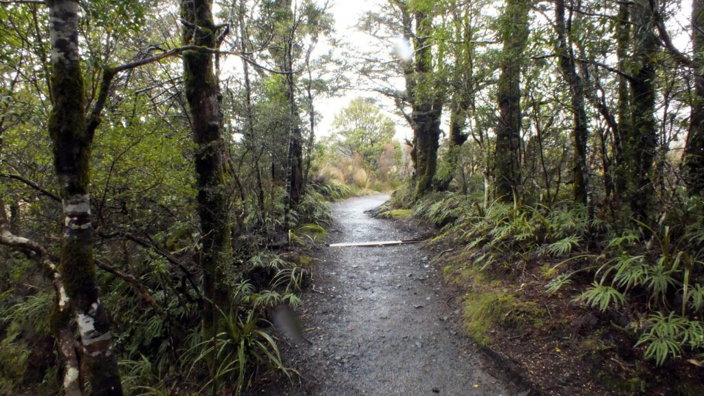 image of lower track, taranaki falls trail, Mt. Tongariro National Park, New Zealand