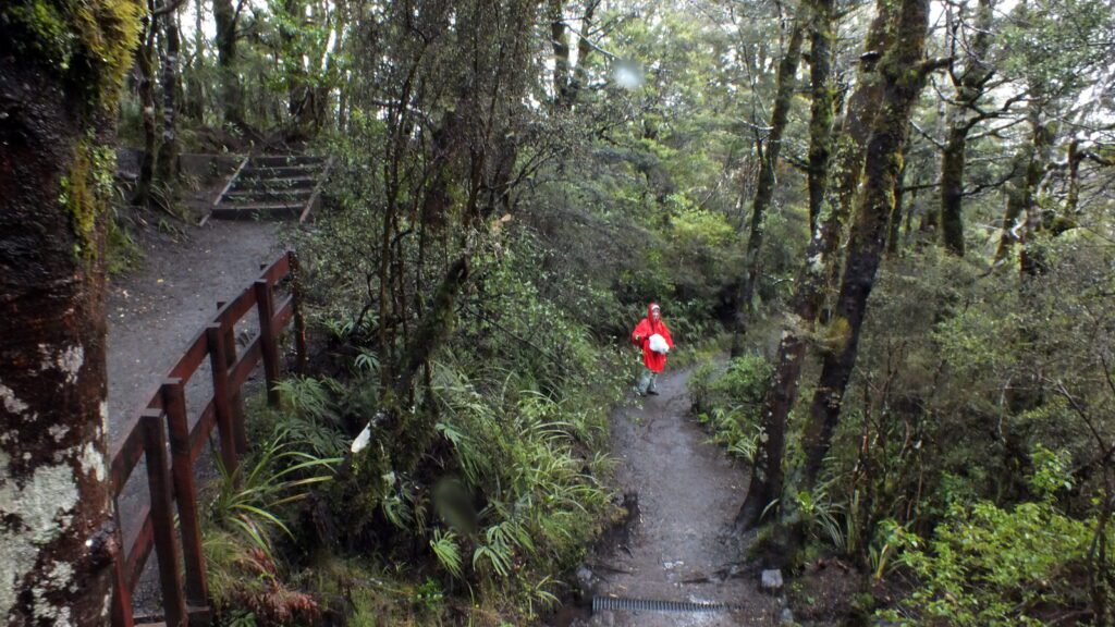 image of jean in the beech forest, Taranaki Falls Trail, Mt. Tongariro National Park, New Zealand