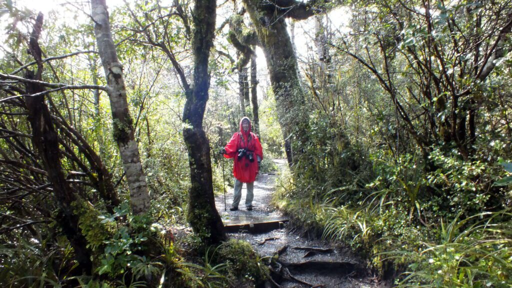 image of jean in the beech forest, taranaki falls trail, Mt. Tongariro National Park, New Zealand