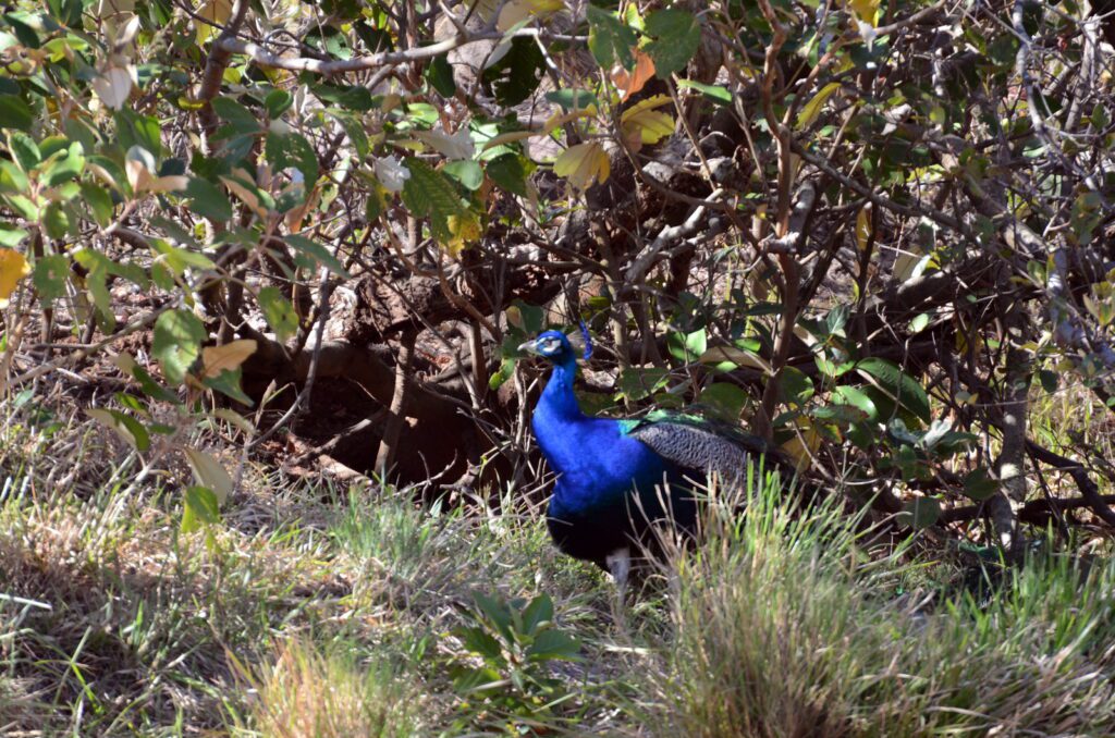 image of a peacock, las hornillas volcanic activity centre, miravalles volcano, costa rica 
