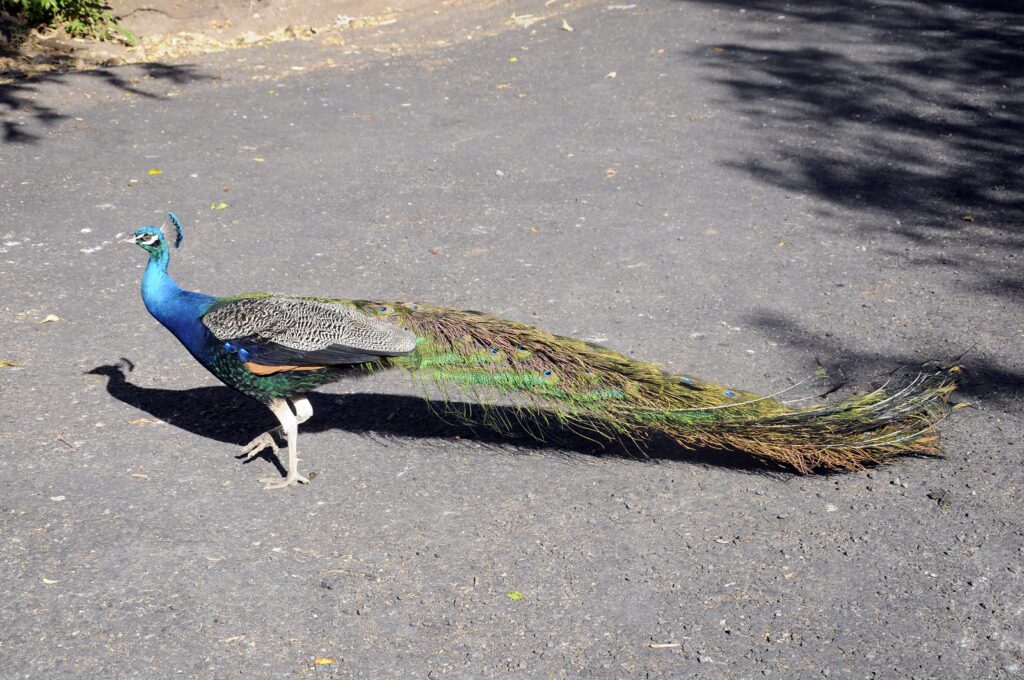 image of a peacock, las hornillas volcanic activity centre, miravalles volcano, costa rica 