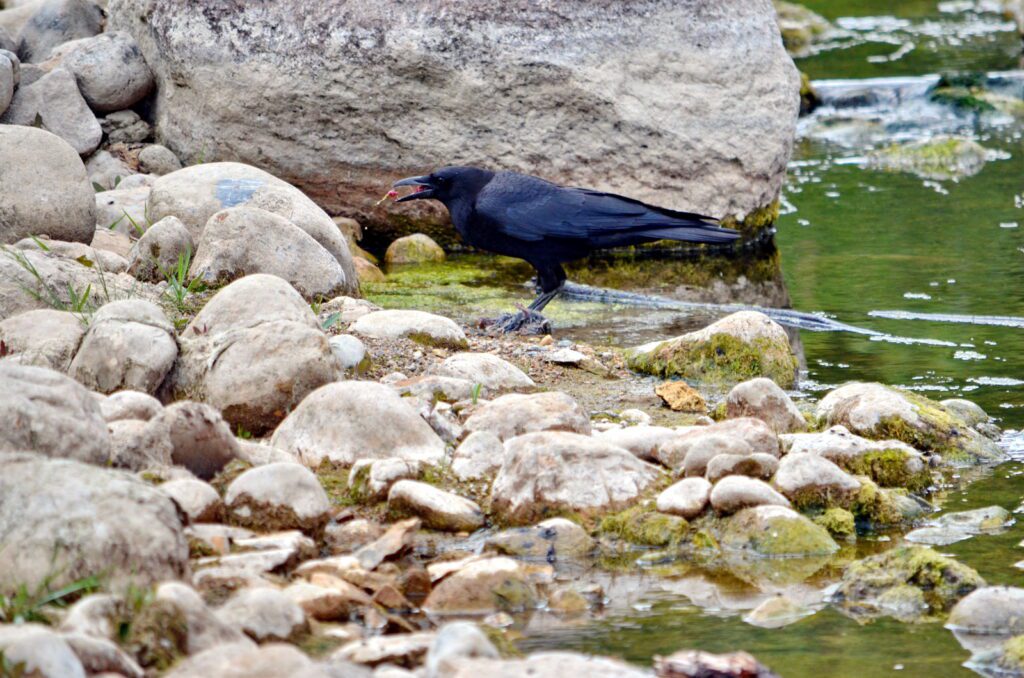 image of a crow eating a rodent, wellington park, watrous, saskatchewan 