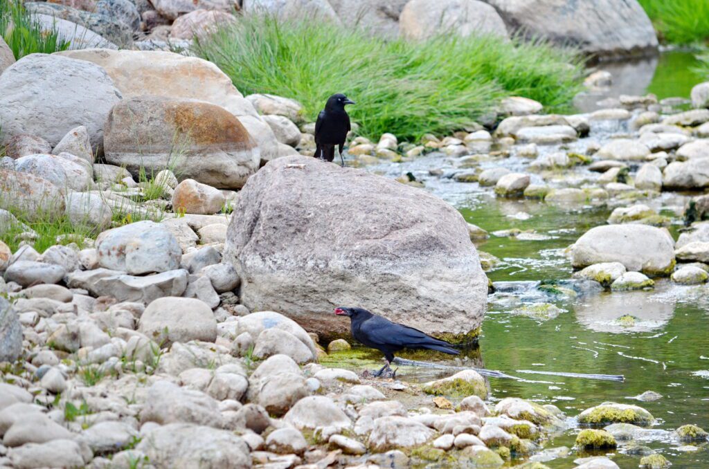 image of crows along the stream, wellington park, watrous, saskatchewan 