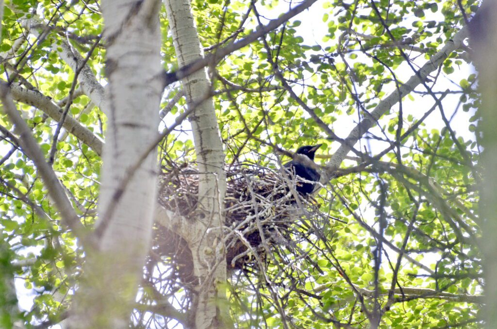 image of an american crow on its nest, wellington park, watrous, saskatchewan 