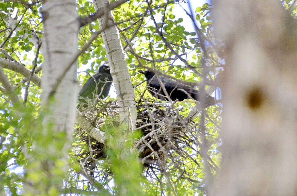image of american crows on their nest, wellington park, watrous, saskatchewan 